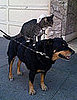 Rat Riding Cat Riding Dog