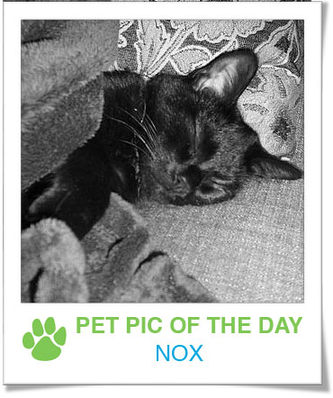 Pet Pics on PetSugar 2009-01-07 09:30:45