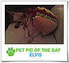 Pet Pics on PetSugar 2009-01-06 09:30:58
