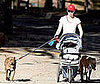 Canine Companions 
