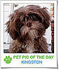 Pet Pics on PetSugar 2009-01-15 09:30:37