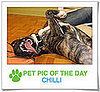 Pet Pics on PetSugar 2009-01-13 09:30:22