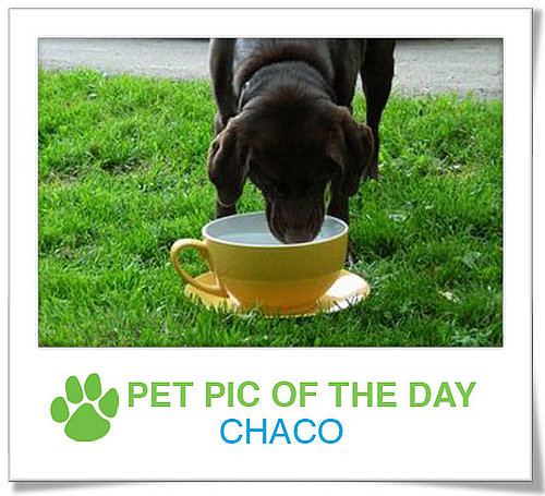 Pet Pics on PetSugar 2009-01-22 09:30:44