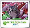 Pet Pics on PetSugar 2009-02-02 09:30:14