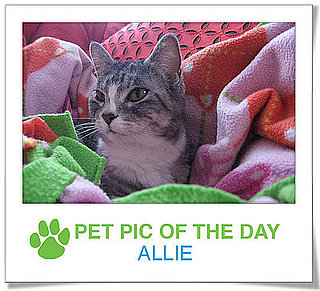 Pet Pics on PetSugar 2009-02-02 09:30:14