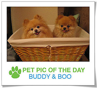 Pet Pics on PetSugar 2009-01-30 09:30:18