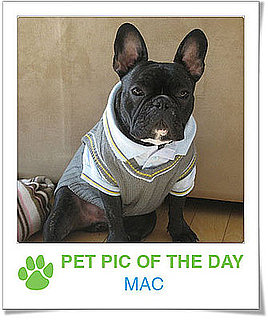 Pet Pics on PetSugar 2009-01-28 09:30:49