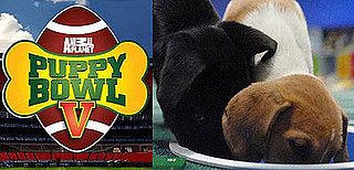 Petsugar Weekly Recap 2009-01-31 02:00:19