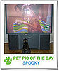 Pet Pics on PetSugar 2009-02-04 09:30:42