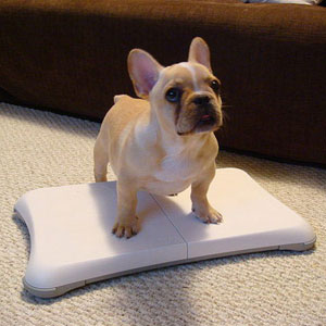 Even Dogs Love the Wii Fit!