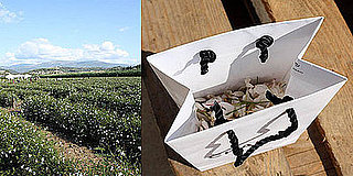 Sugar Shout Out: Touring Chanel's Jasmine Fields in France