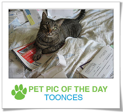 Pet Pics on PetSugar 2008-11-13 09:30:12