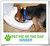 Pet Pic of the Day: Ginger Is So Thirsty