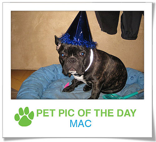 Pet Pics on PetSugar 2008-11-14 09:30:20