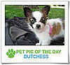 Pet Pics on PetSugar 2008-11-18 09:30:02