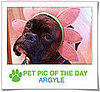 Pet Pics on PetSugar 2008-11-20 07:15:26