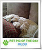 Pet Pics on PetSugar 2008-11-19 09:30:50