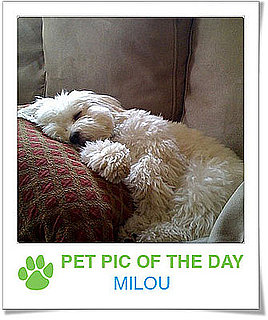 Pet Pics on PetSugar 2008-11-19 09:30:50