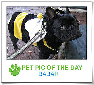 Pet Pics on PetSugar 2008-11-21 09:30:38