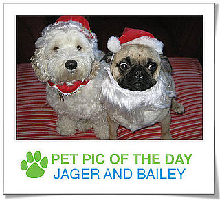 Pet Pic of the Day: Bailey and Jager Are Ready For Xmas
