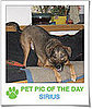 Pet pics on PetSugar 2008-11-26 09:30:08