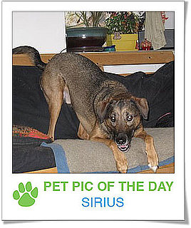Pet pics on PetSugar 2008-11-26 09:30:08
