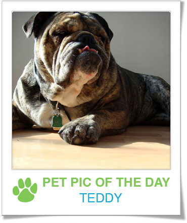 Pet Pics on PetSugar 2008-12-03 09:30:27