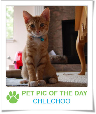 Pet Pics on PetSugar 2008-12-05 09:30:55