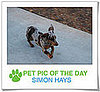 Pet Pics on PetSugar 2008-12-02 09:30:08