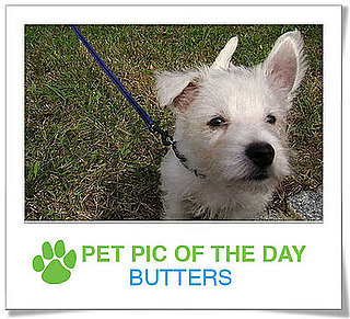 Pet Pics on PetSugar 2008-12-04 09:30:38