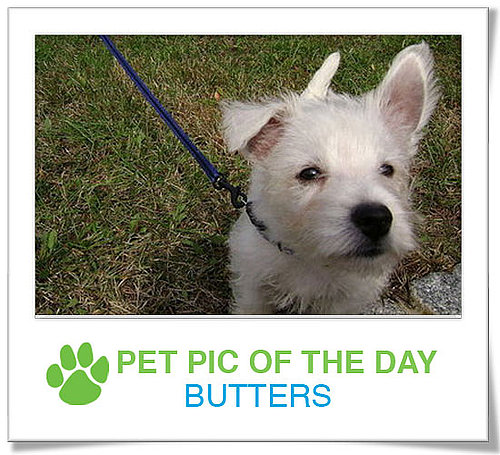 Pet Pics on PetSugar 2008-12-04 09:30:38