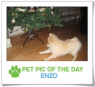 Pet Pics on PetSugar 2008-12-15 09:30:13