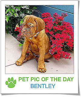 Pet Pics on PetSugar 2008-12-19 09:30:49