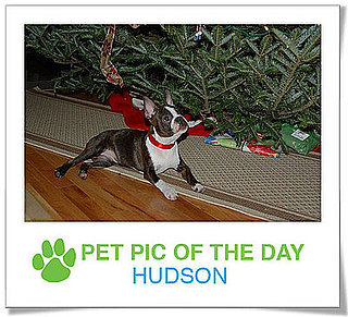 Pet Pics on PetSugar 2008-12-22 09:30:46