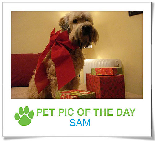 Pet Pics on PetSugar 2008-12-18 09:30:14