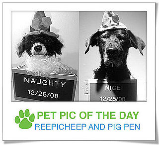Pet Pics on PetSugar 2008-12-16 09:30:24