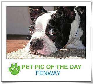 Pet Pics on PetSugar 2008-12-17 09:30:37