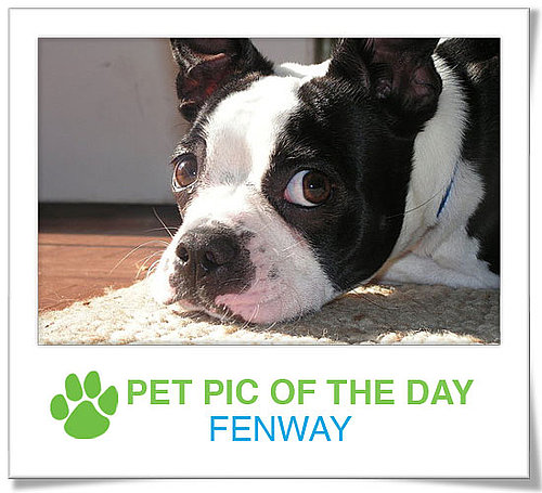 Pet Pics on PetSugar 2008-12-17 09:30:37