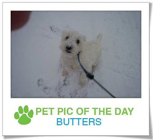 Pet Pics on PetSugar 2008-12-29 09:30:00