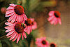 Echinacea Is Effective, Probably Maybe