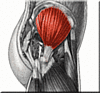 Glute Med
