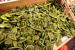 Fiddleheads in Season Now Fiddleheads in Season Now