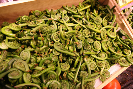 Fiddleheads in Season Now