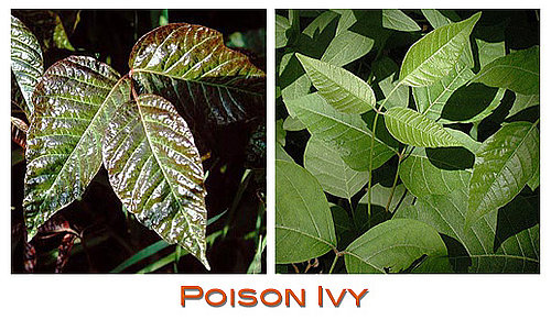 Watch Out For: Poison Ivy