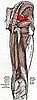 Piriformis