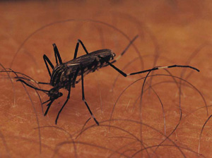 You Asked: Do I Need to Worry About West Nile Virus? 