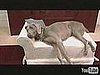 Where Do You Stand? Having Sex With Your Pet in the Room
