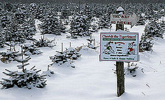 Get Physical: Cut Your Own Christmas Tree