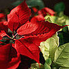 Are Poinsettias Poisonous?
