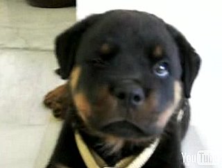 Cute Alert: Rottweiler Puppy Has the Hiccups!